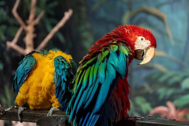 红的“鸟鸟教”催熟百亿新市场mg不朽情缘游戏试玩女孩们捧(图4)