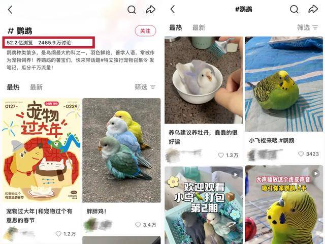 红的“鸟鸟教”催熟百亿新市场mg不朽情缘游戏试玩女孩们捧(图5)